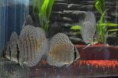 Der Diskus Symphysodon discus discus