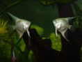 Skalar Pterophyllum scalare