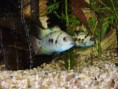 Cryptoheros sp. Honduras red Point